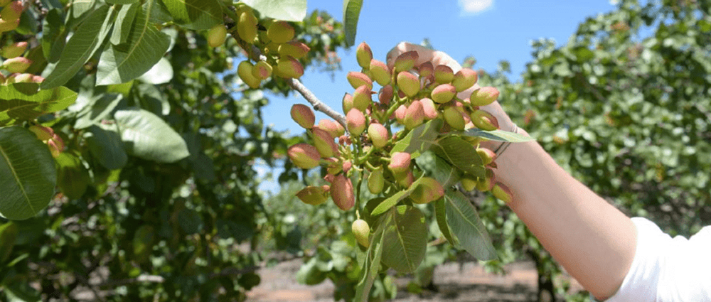 Europistachios-carrusel-2