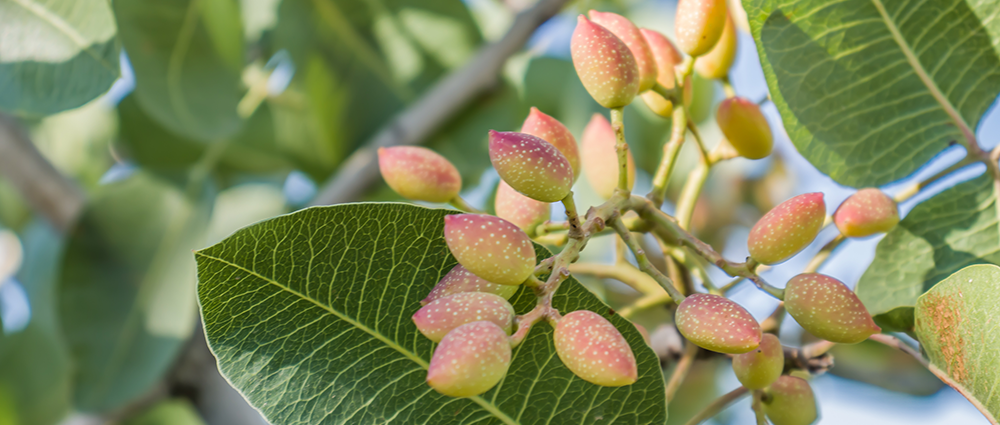 Europistachios-carrusel-1